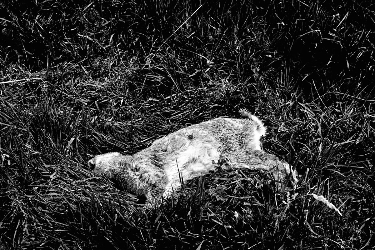 Dead rabbit carcass