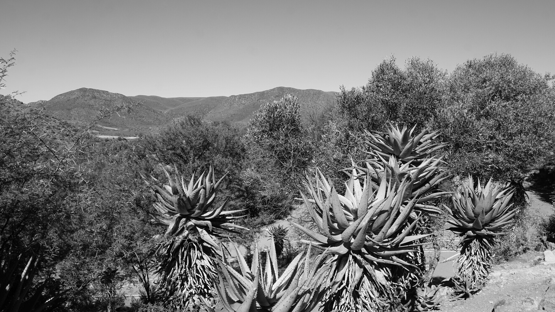 Vegetation in a semi desert