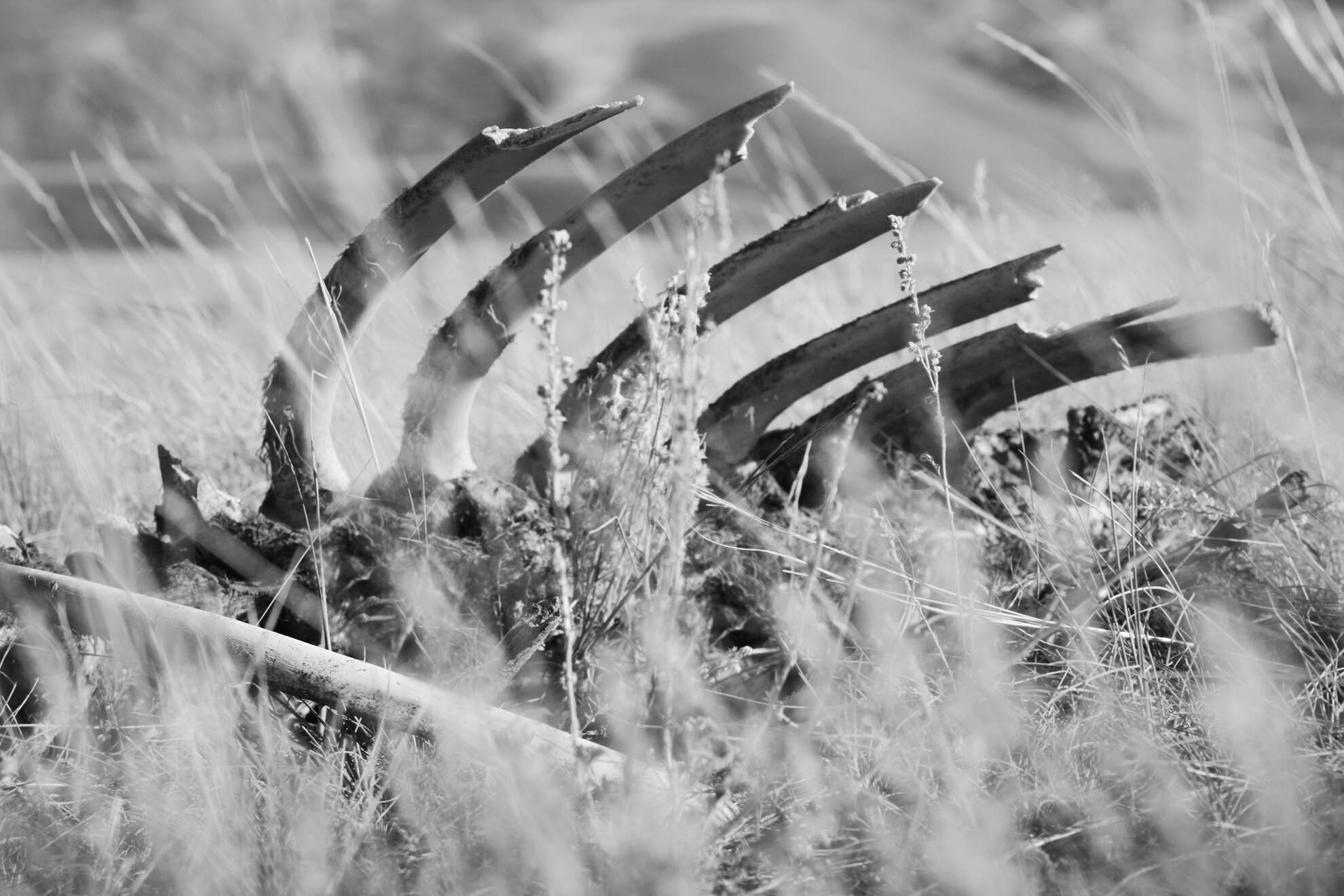 Ribcage Skeleton Bone Dead Animal