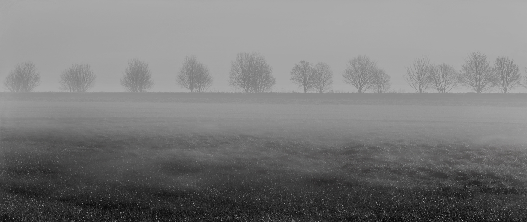 Trees in the Fog