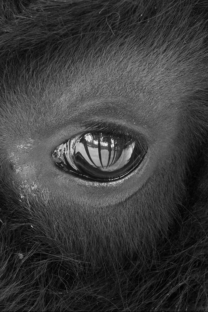 The eye of the beast is piercing.